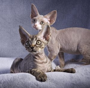 Cornish rex