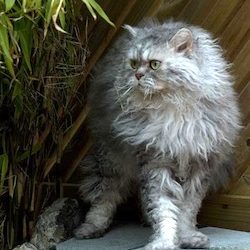 Selkirk rex