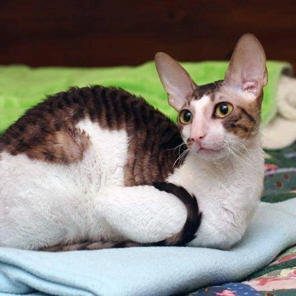 Description of footer section image